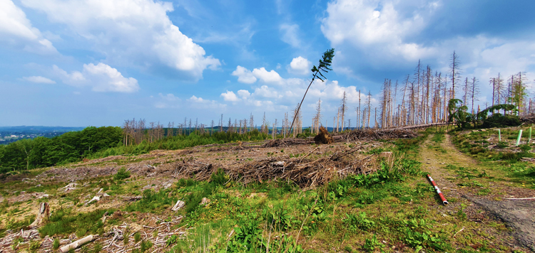 Gekapte bomen