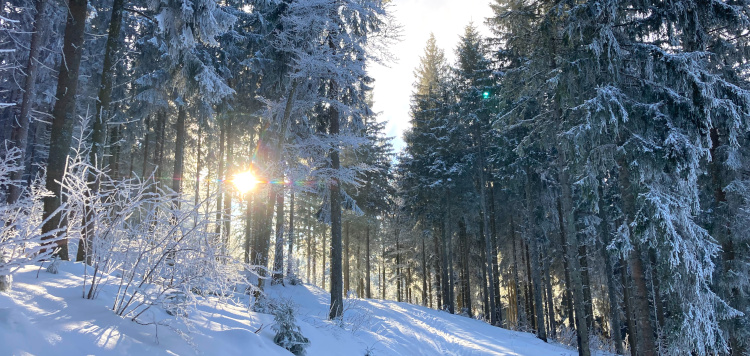 Backcountrycursus Schwarzwald