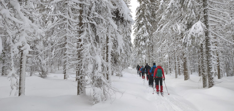 Backcoutntry Trekking Sumava