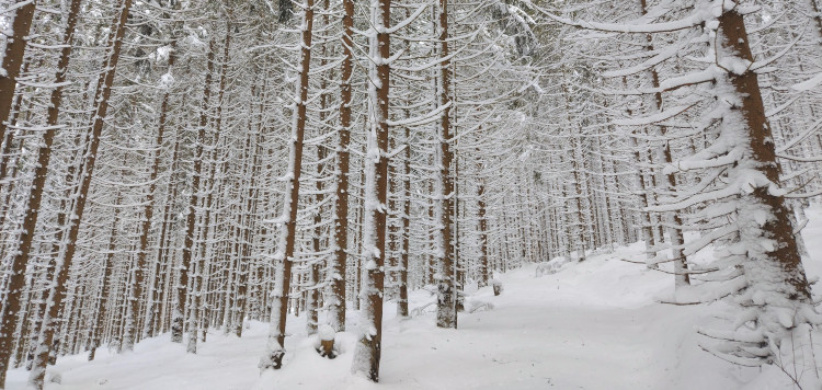 Backcoutntry Trekking Sumava