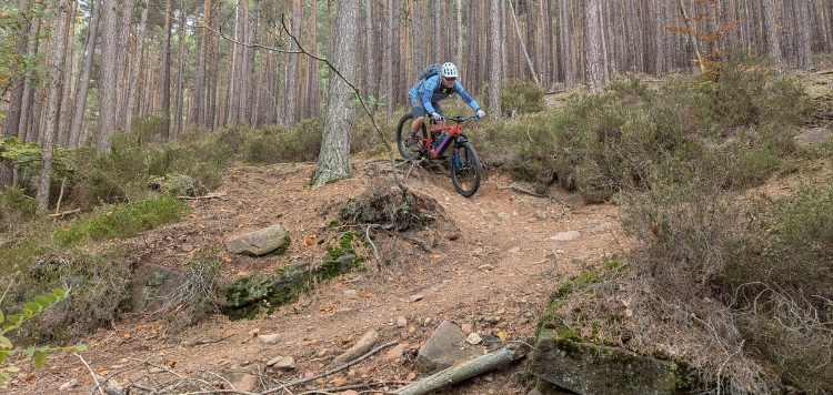 Pfalzerwald trails