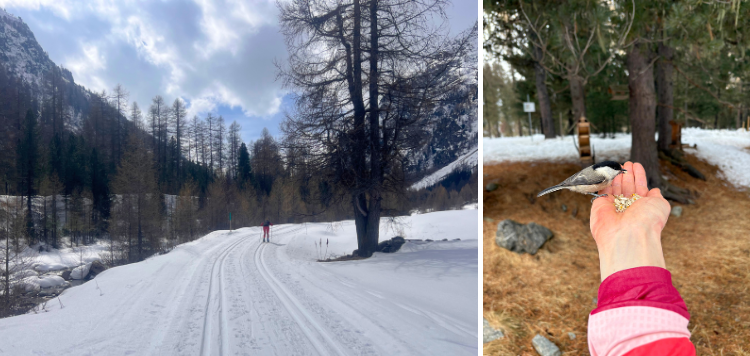 Carrousel. Links: 1 langlaufer op een loipe door het bos. Rechts: vogeltje die uit een hand uit