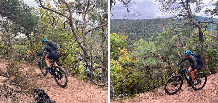 Pfälzerwald trails