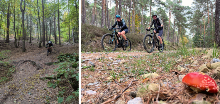 Pfalzerwald trails