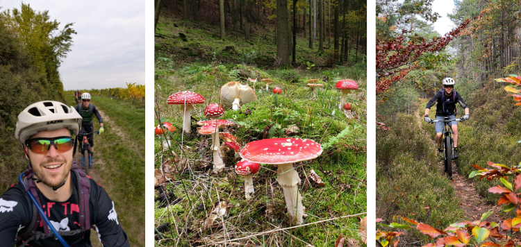 Pfalzerwald Trails