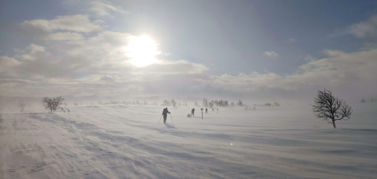 Vier langlaufers door een buitenaards landschap in Zweden