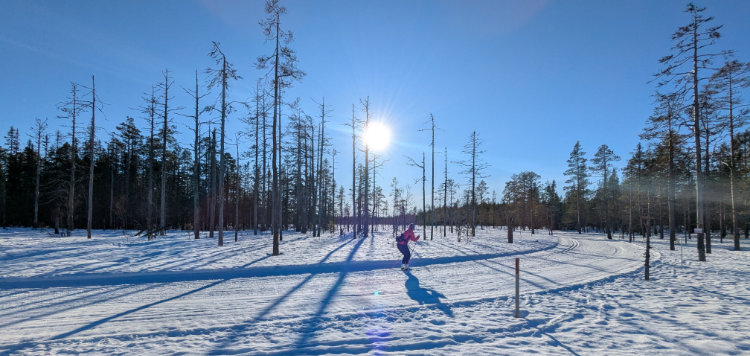 Langlaufsafari Zweden