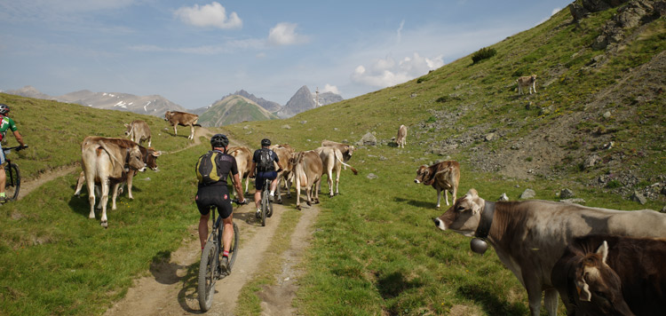 mtb vakantie livigno reis