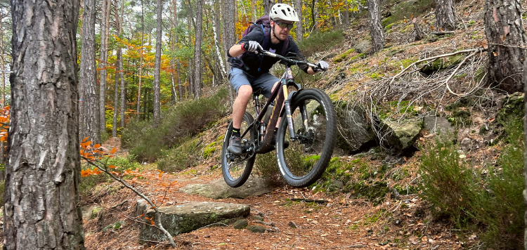 Pfälzerwald trails