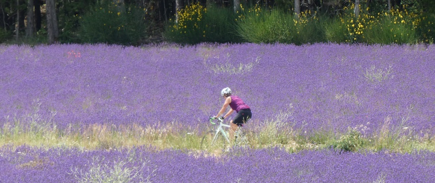 Racefietsen door Lavendel