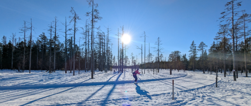  Nieuw deze winter: Langlaufsafari Zweden